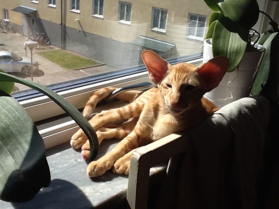 Max njuter av solen